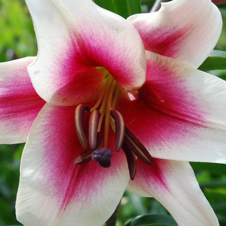 Лилия Гарден Плежер (Garden Pleasure) — ОТ-гибрид (Садовое удовольствие) Лилия Гарден Плежер (Garden Pleasure) — ОТ-гибрид (Садовое удовольствие)