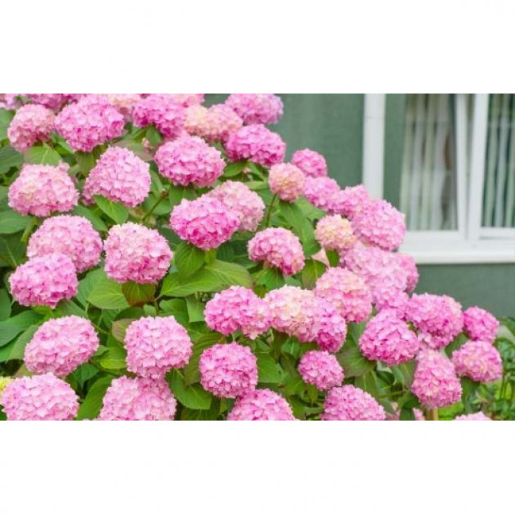 Гортензия Уайт пинк ( White pink ) (крупнолистная) - нежный цвет рая Гортензия Уайт пинк ( White pink ) (крупнолистная) - нежный цвет рая