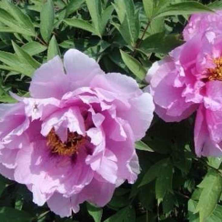 Пион древовидный As pretty as flower and jade — великолепный цветок для вашего сада Пион древовидный As pretty as flower and jade — великолепный цветок для вашего сада
