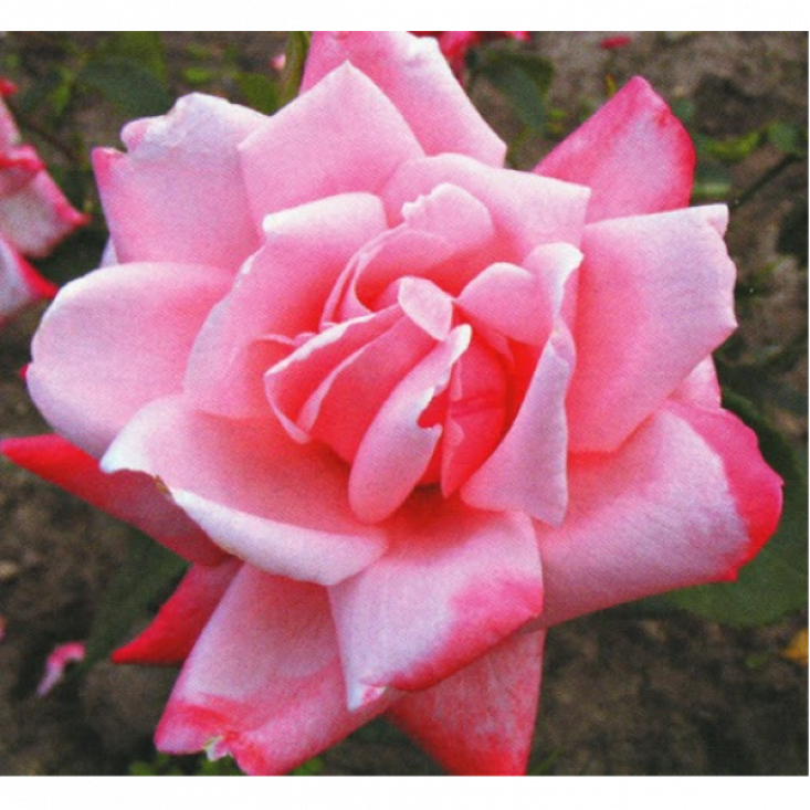 Роза Утро Москвы (чайно-гибридная) - элегантность и аромат Роза Утро Москвы (чайно-гибридная) - элегантность и аромат