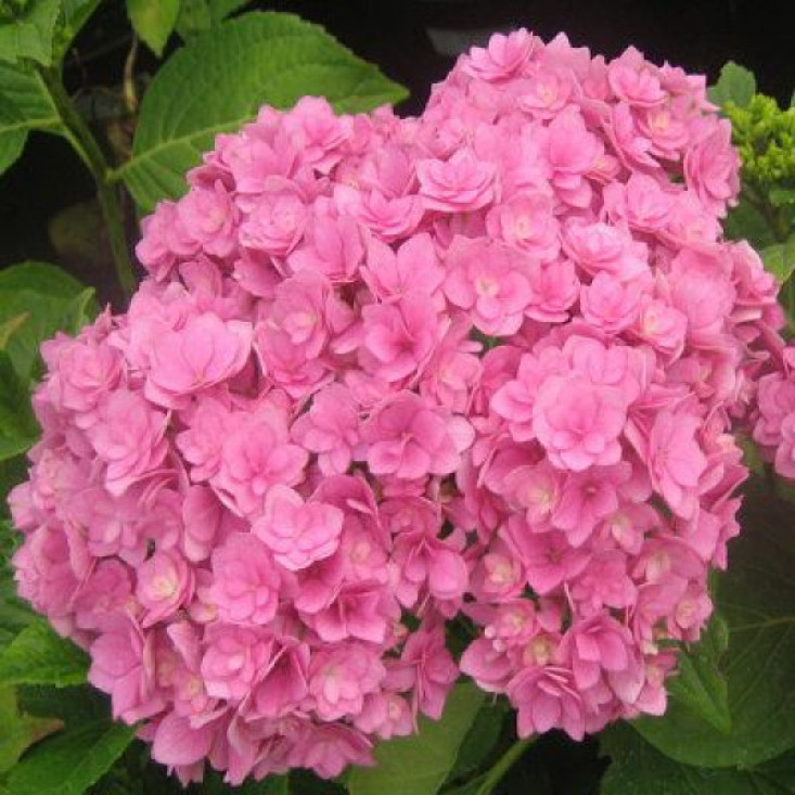 Комплект 5шт / Гортензия Romance Pink (крупнолистная) - яркие цветы на вашем участке Комплект 5шт / Гортензия Romance Pink (крупнолистная) - яркие цветы на вашем участке