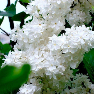 Саженцы Сирень белая Жанна Д`Арк