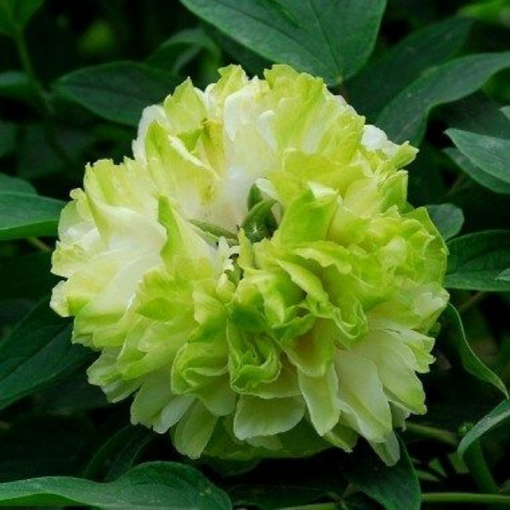 Пион древовидный Green Jade - Уникальная красота сада Пион древовидный Green Jade - Уникальная красота сада