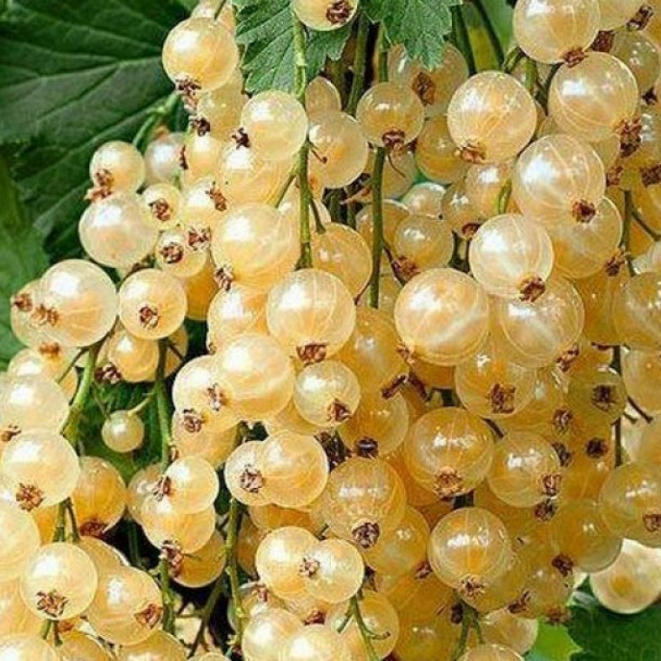 Смородина Десертная (белая) - вкус и свежесть каждый день Смородина Десертная (белая) - вкус и свежесть каждый день