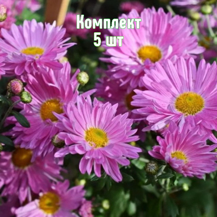 Комплект 5шт / Хризантема Звезда Подмосковья Комплект 5шт / Хризантема Звезда Подмосковья