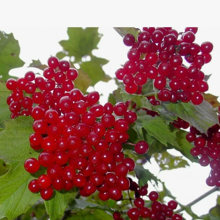 Комплект 5шт / Калина Мария Комплект 5шт / Калина Мария