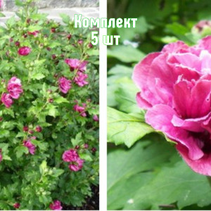 Саженцы Комплект 5шт / Гибискус древовидный Лавандовый Шиф..