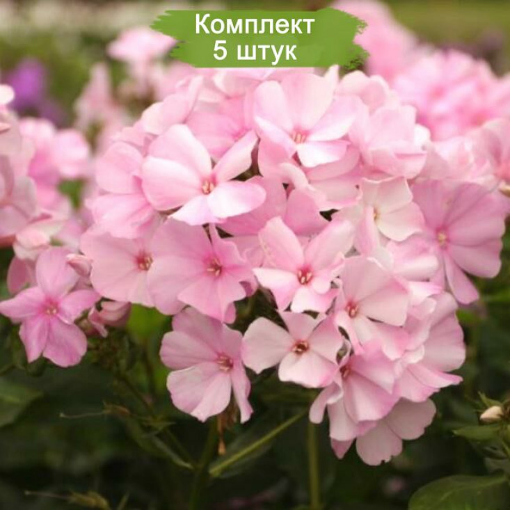 Комплект 5шт / Флокс Пинки Хилл (Pinky Hill) - Яркие цветы для вашего сада Комплект 5шт / Флокс Пинки Хилл (Pinky Hill) - Яркие цветы для вашего сада