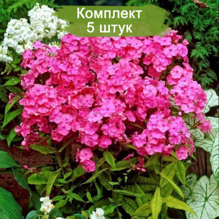 Комплект 5шт / Флокс Райстром (Rijnstroom) - великолепное цветение Комплект 5шт / Флокс Райстром (Rijnstroom) - великолепное цветение