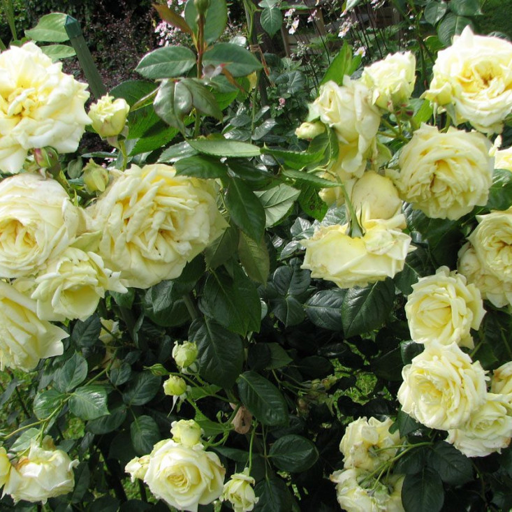 Роза Эльф (плетистая) — изысканная красота Роза Эльф (плетистая) — изысканная красота